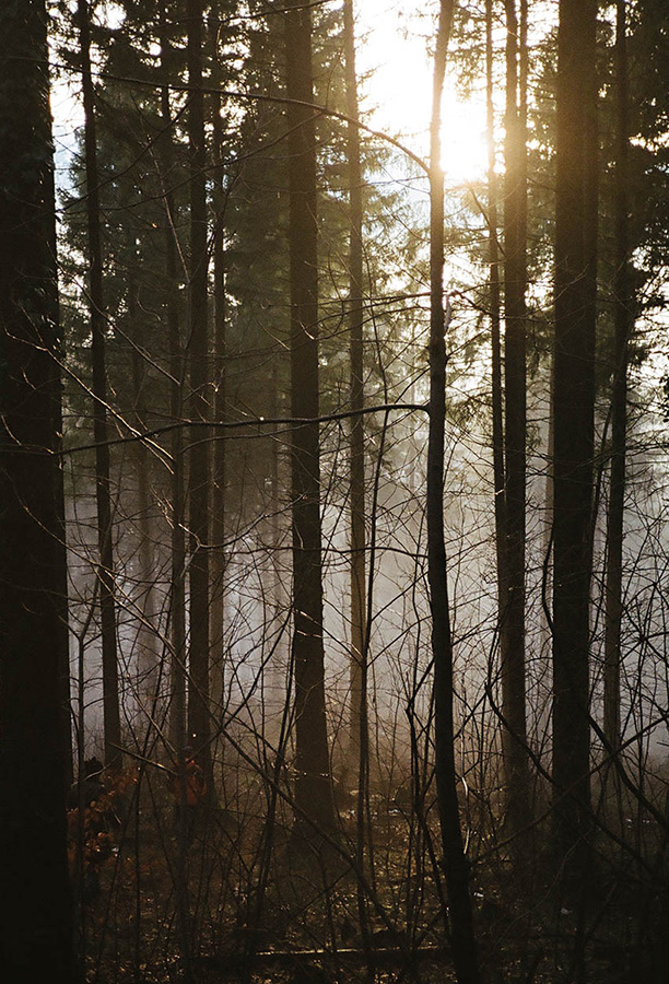 lichterwaldt innsbruck photography wald